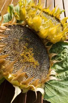 Séchage des têtes de tournesol