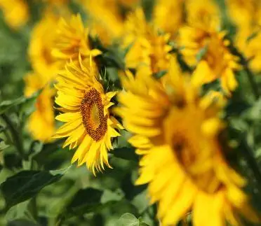 Cultivarea și recoltarea floarea-soarelui