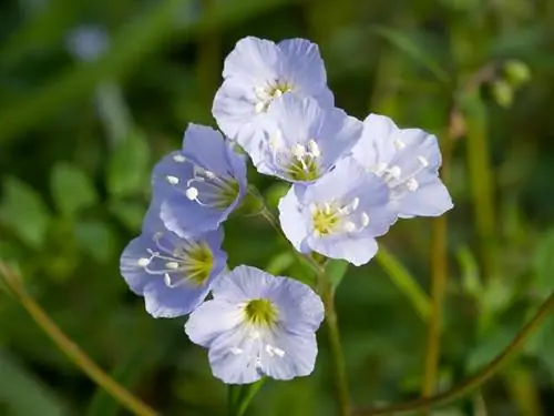 Guía de jardinería con valeriana griega