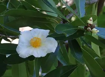 Gordonia axilaris