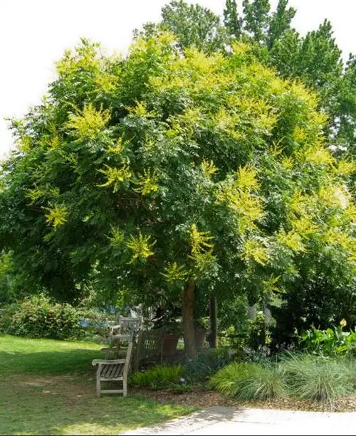 ოქროს წვიმის ხე