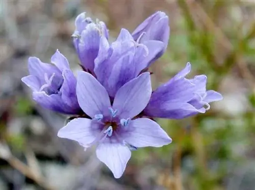 Tipus de flors silvestres de Gilia, trets i com cultivar-les