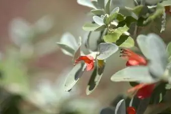 Blomstrende Teucrium heterophyllum