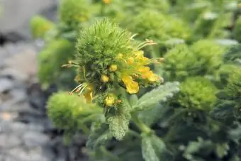 Teucrium polium