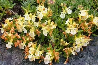 Teucrium montanum