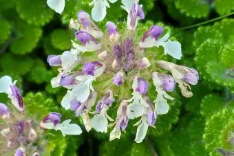 Teucrium pyrenaicum