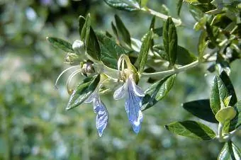 Teucrium ፍሬያማውያን