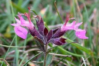 ዎል Germander