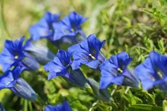 Gentian tanpa batang