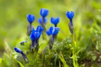 Baijerin gentian