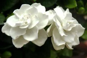 gardenias en flor