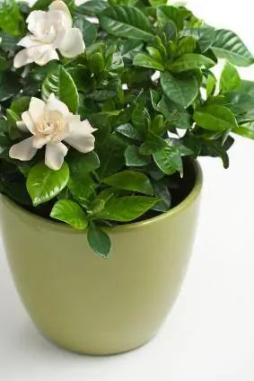 innendørs gardenia