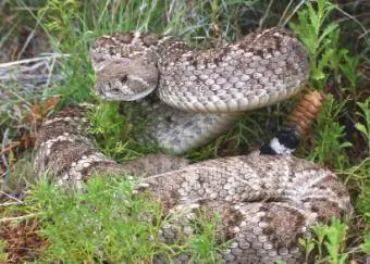 G'arbiy olmosli orqa rattlesnake