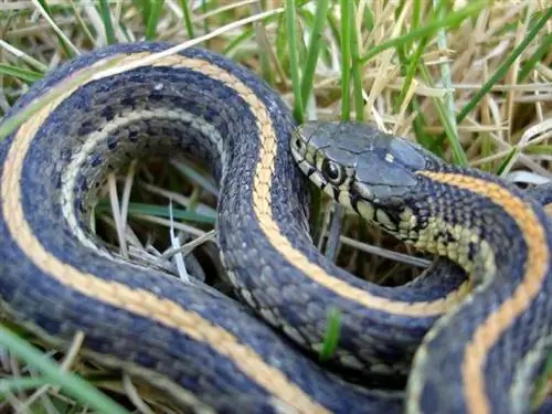 Fatti sui serpenti da giardino che dovresti sapere