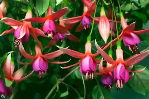 Entretien des plantes fuchsia, conseils de culture et variétés populaires