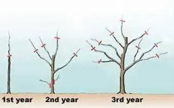 Elma ağacı budama yılı 1, 2 ve 3