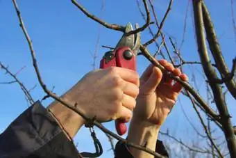 Taille des arbres dormants