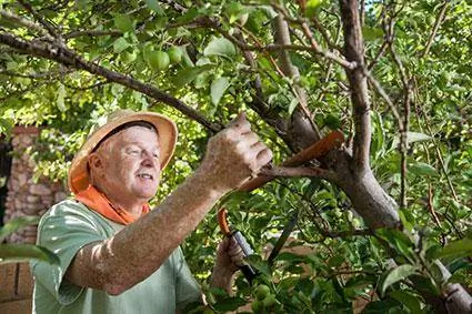 Instructies voor het snoeien van fruitbomen