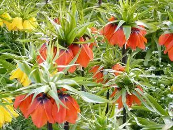 crown imperial fritillary