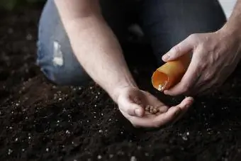 Plante frø i hagen