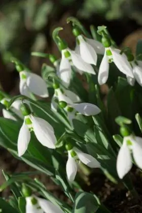 Galanthus Snieguolė