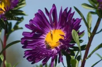 Aster