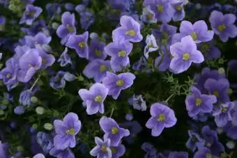 bulaklak ng flax