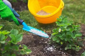 Agricultor dando fertilizante granulado para plantas de morango