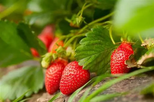 Λίπασμα για φράουλες: Πώς να εμπλουτίσετε καλύτερα τα φυτά σας