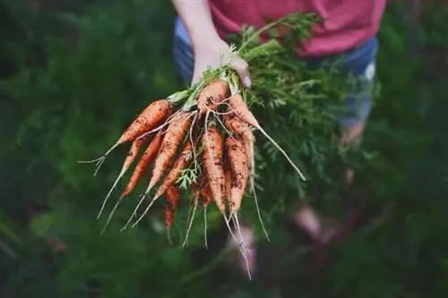 19 աշնանային բանջարեղեն տնկելու համար (& Երբ տնկել դրանք)
