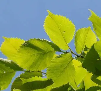 feuilles d'orme vert