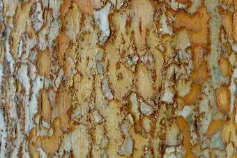 pattern ng elm bark