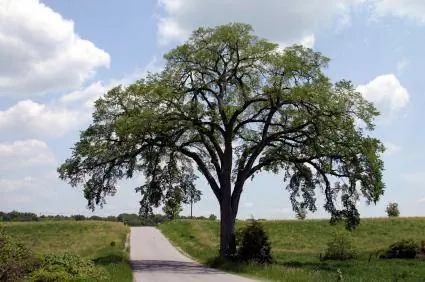 Fakte, Sëmundjet dhe Varietetet e Pemës Elm