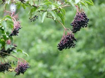 fructe atârnate de ramurile de soc