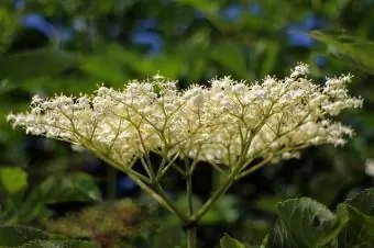 Puting bulaklak ng isang itim na elderberry