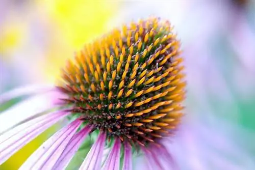 Stiekurpuķes (Echinacea): kopšana, kopšana un šķirnes