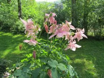 flores y hojas de aguileña