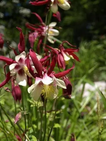 Crimson Star aquilegia