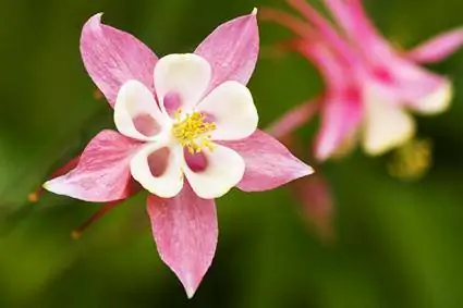 Ghid pentru cultivarea florilor încântătoare de Columbine