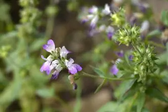 flores de casas chinas