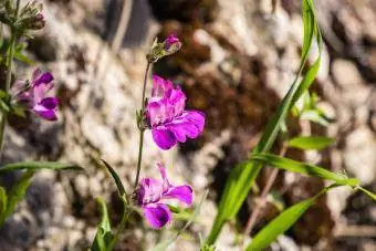 მეწამული ჩინური სახლები (Collinsia heterophylla) ველური ყვავილები