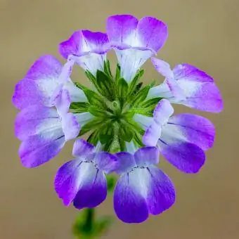 บ้านจีน (Collinsia heterophylla)