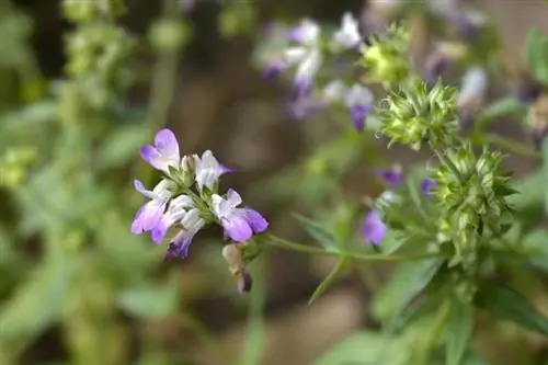 Einführung in die lila chinesische Hausblume