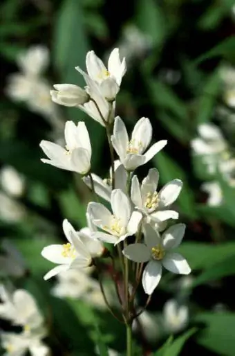 Deutzia gracile