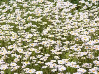 daisy Inggeris putih biasa