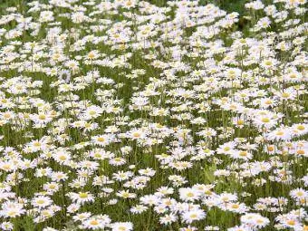 margarida anglesa blanca senzilla