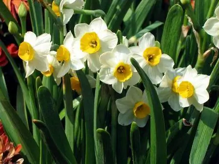 Llojet e daffodils dhe kur të mbillni llamba
