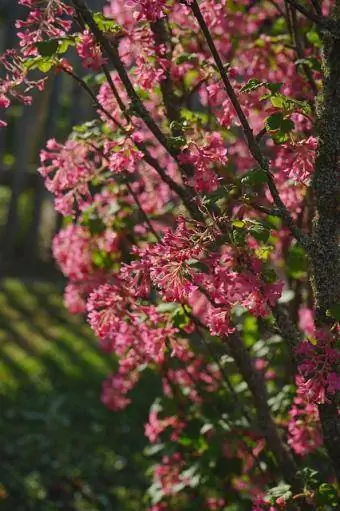 arbust de grosella en flor