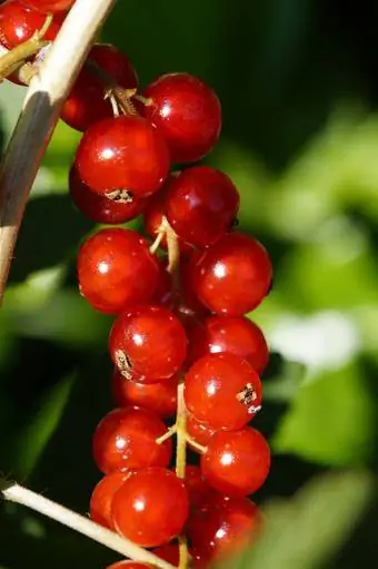 variedad de grosella roja