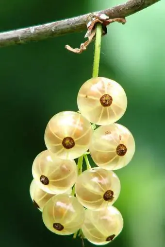 variété de cassis blanc